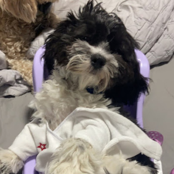 Meet your Posher, Aleah - Picture 1 of 1